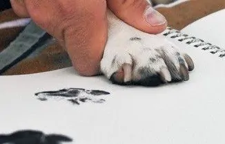 犬の足を印刷する
