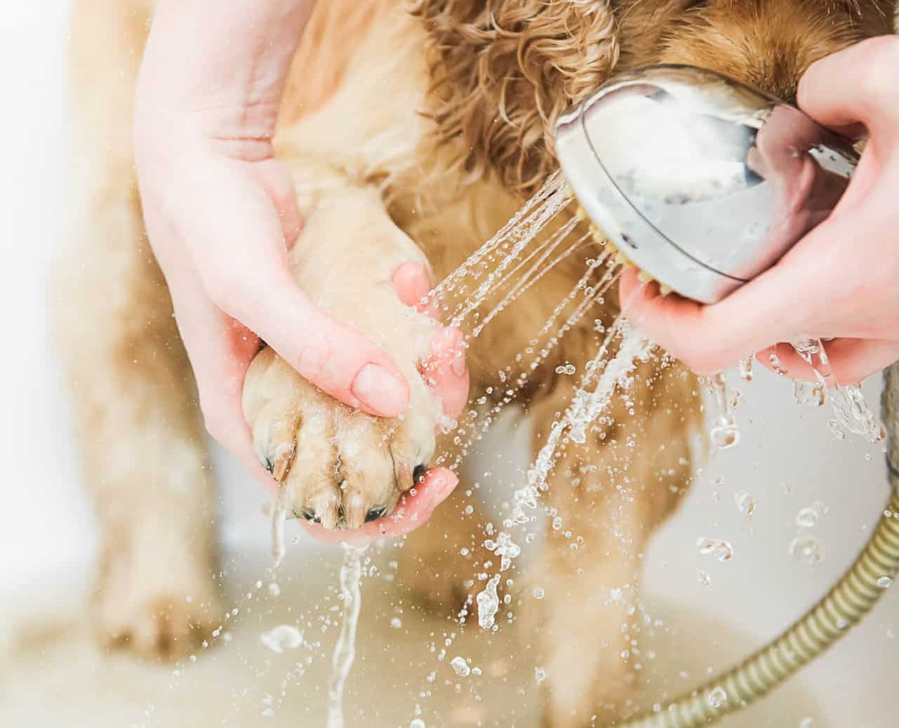 washing dog's paw