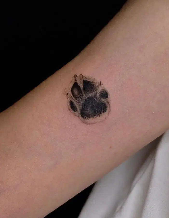 Cão Pata De Tatuagem