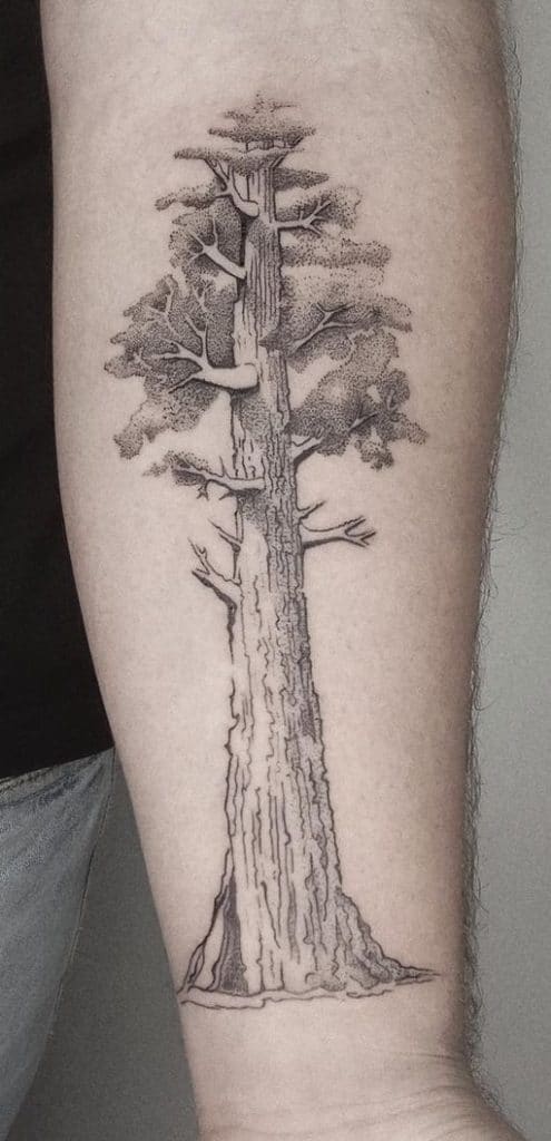Sequoia Tree Tattoo